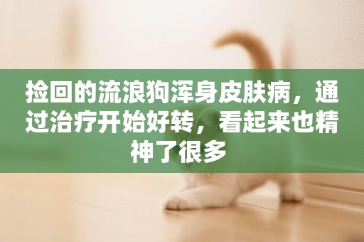 撿回的流浪狗渾身皮膚病，通過治療開始好轉，看起來也精神了很多 