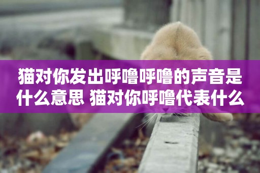 貓對你發出呼嚕呼嚕的聲音是什么意思 貓對你呼嚕代表什么