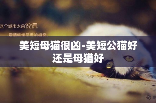 美短母貓很兇-美短公貓好還是母貓好