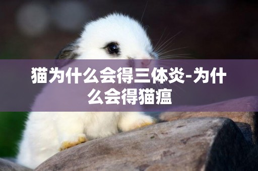 貓為什么會得三體炎-為什么會得貓瘟