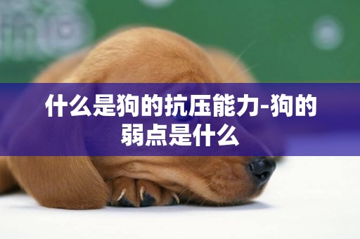 什么是狗的抗壓能力-狗的弱點是什么