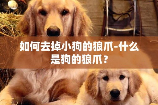 如何去掉小狗的狼爪-什么是狗的狼爪？