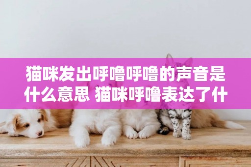 貓咪發出呼嚕呼嚕的聲音是什么意思 貓咪呼嚕表達了什么