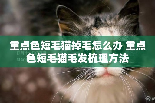重點色短毛貓掉毛怎么辦 重點色短毛貓毛發梳理方法