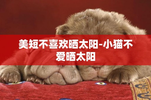 美短不喜歡曬太陽-小貓不愛曬太陽