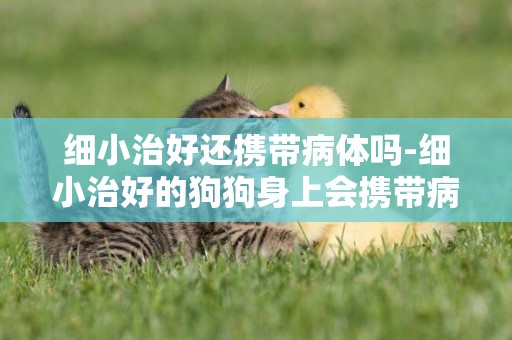 細小治好還攜帶病體嗎-細小治好的狗狗身上會攜帶病菌么