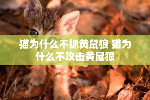 貓為什么不抓黃鼠狼 貓為什么不攻擊黃鼠狼