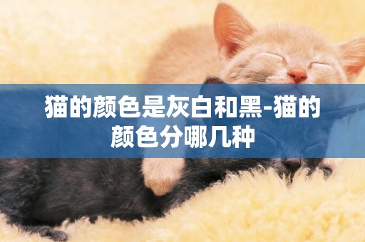 貓的顏色是灰白和黑-貓的顏色分哪幾種