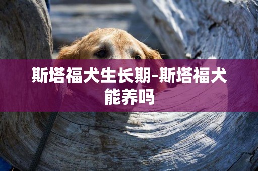 斯塔福犬生長期-斯塔福犬能養嗎