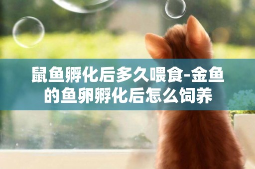 鼠魚孵化后多久喂食-金魚的魚卵孵化后怎么飼養