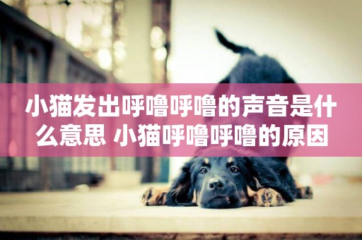 小貓發出呼嚕呼嚕的聲音是什么意思 小貓呼嚕呼嚕的原因