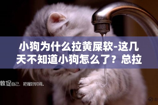 小狗為什么拉黃屎軟-這幾天不知道小狗怎么了？總拉黃色軟屎，最后還拉幾滴黃色稀屎，有時候也拉黃色干屎，