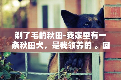 剃了毛的秋田-我家里有一條秋田犬，是我領養的 。回來后毛發有點粗而且不是很蓬松，我想給它剃一次毛可以