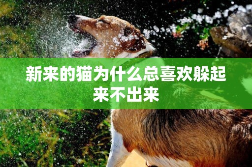 新來的貓為什么總喜歡躲起來不出來