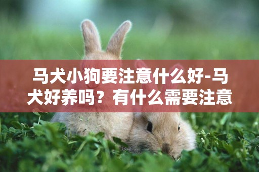 馬犬小狗要注意什么好-馬犬好養嗎？有什么需要注意的？