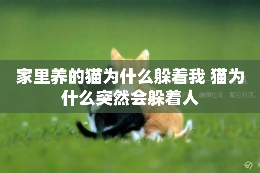 家里養的貓為什么躲著我 貓為什么突然會躲著人