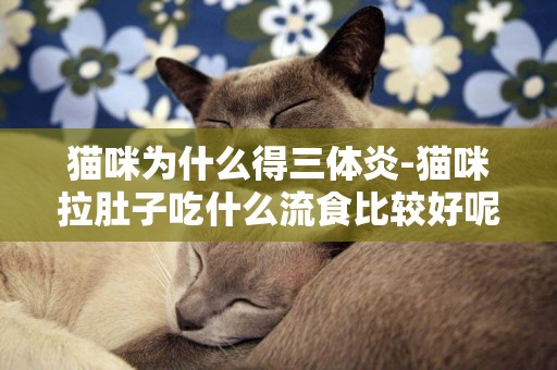 貓咪為什么得三體炎-貓咪拉肚子吃什么流食比較好呢？