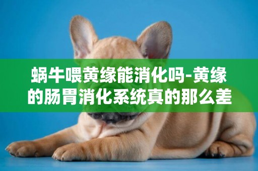 蝸牛喂黃緣能消化嗎-黃緣的腸胃消化系統真的那么差嗎？