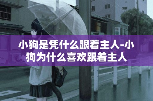 小狗是憑什么跟著主人-小狗為什么喜歡跟著主人
