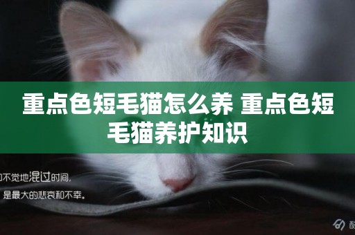 重點色短毛貓怎么養 重點色短毛貓養護知識