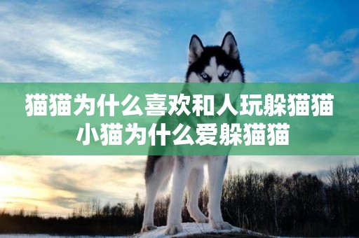貓貓為什么喜歡和人玩躲貓貓 小貓為什么愛躲貓貓