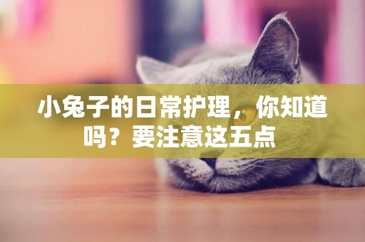 小兔子的日常護理，你知道嗎？要注意這五點 