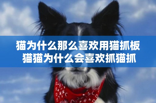 貓為什么那么喜歡用貓抓板 貓貓為什么會喜歡抓貓抓板