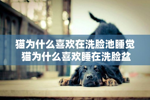 貓為什么喜歡在洗臉池睡覺 貓為什么喜歡睡在洗臉盆里
