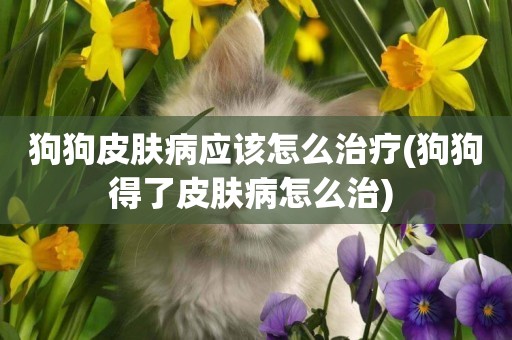 狗狗皮膚病應該怎么治療(狗狗得了皮膚病怎么治) 