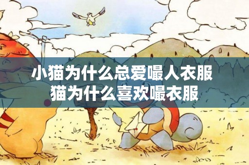 小貓為什么總愛嘬人衣服 貓為什么喜歡嘬衣服