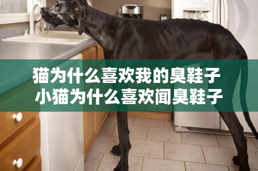 貓為什么喜歡我的臭鞋子 小貓為什么喜歡聞臭鞋子