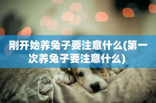剛開始養兔子要注意什么(第一次養兔子要注意什么) 