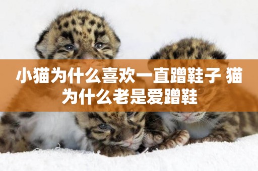 小貓為什么喜歡一直蹭鞋子 貓為什么老是愛蹭鞋