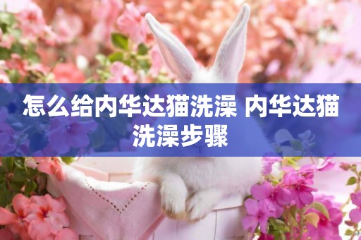 怎么給內華達貓洗澡 內華達貓洗澡步驟