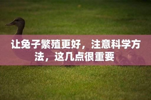 讓兔子繁殖更好，注意科學方法，這幾點很重要 