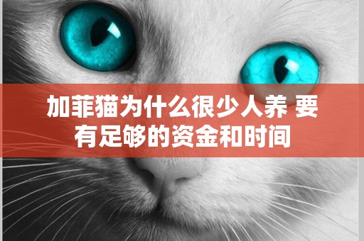 加菲貓為什么很少人養 要有足夠的資金和時間