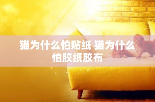 貓為什么怕貼紙 貓為什么怕膠紙膠布