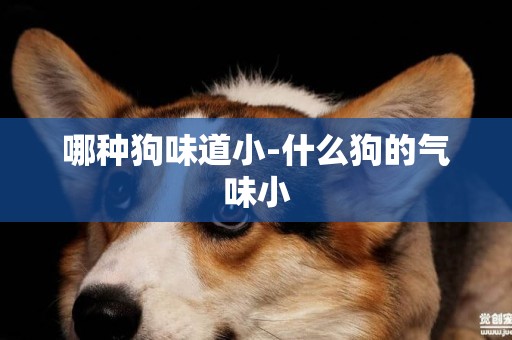 哪種狗味道小-什么狗的氣味小