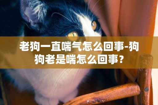 老狗一直喘氣怎么回事-狗狗老是喘怎么回事？