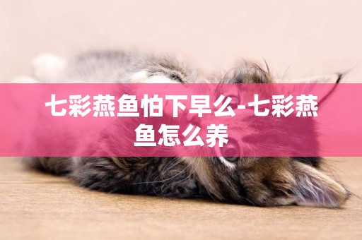 七彩燕魚怕下早么-七彩燕魚怎么養