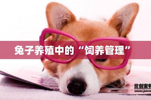 兔子養殖中的“飼養管理” 