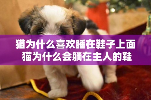 貓為什么喜歡睡在鞋子上面 貓為什么會躺在主人的鞋子上