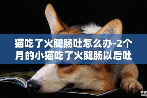 貓吃了火腿腸吐怎么辦-2個月的小貓吃了火腿腸以后吐了 并且不吃東西吐黃水怎么辦