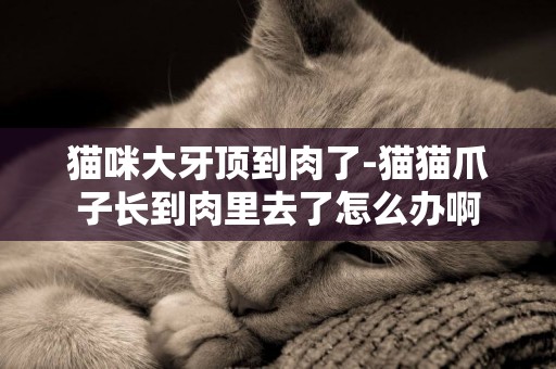 貓咪大牙頂到肉了-貓貓爪子長到肉里去了怎么辦啊