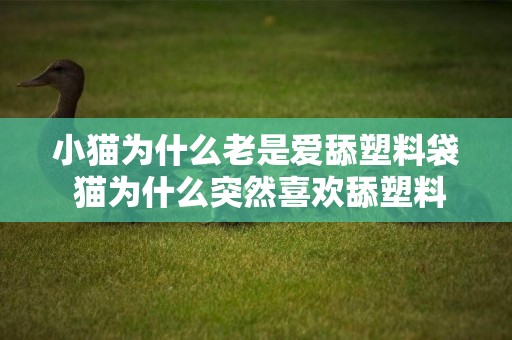 小貓為什么老是愛舔塑料袋 貓為什么突然喜歡舔塑料袋?