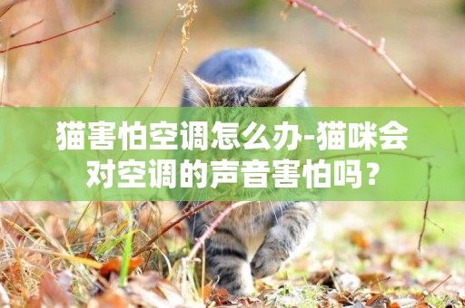 貓害怕空調怎么辦-貓咪會對空調的聲音害怕嗎？