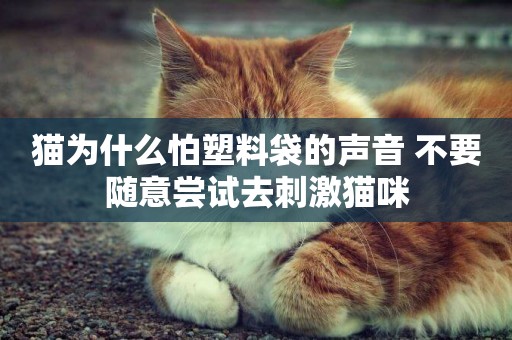 貓為什么怕塑料袋的聲音 不要隨意嘗試去刺激貓咪