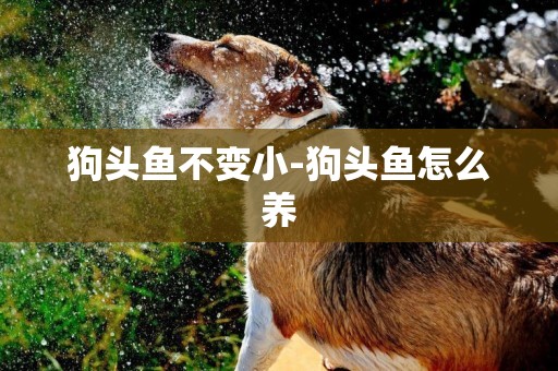 狗頭魚不變小-狗頭魚怎么養