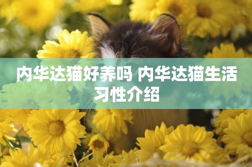 內華達貓好養嗎 內華達貓生活習性介紹