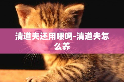清道夫還用喂嗎-清道夫怎么養